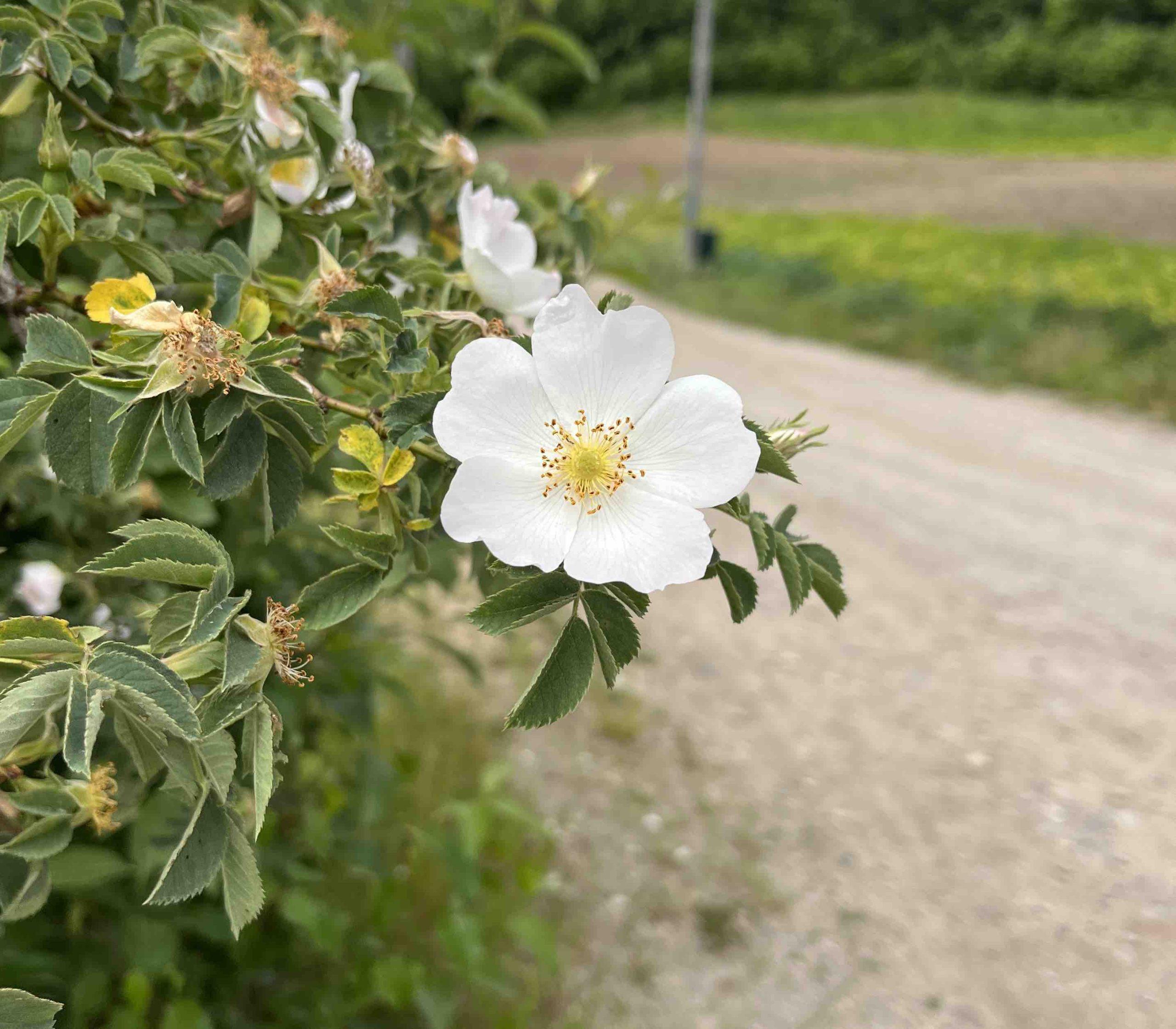 Ingrid Ribe-Nyhus